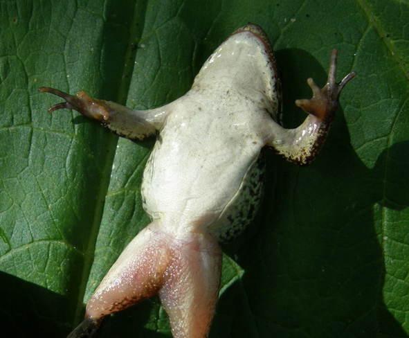 Wood Frog ventral (belly) markings - Purnima Govindarajulu