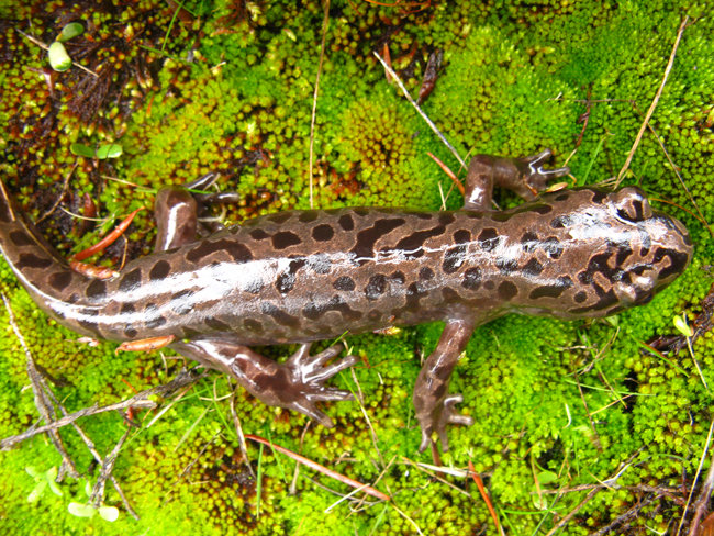 Coastal Giant Salamander adult - Elke Wind