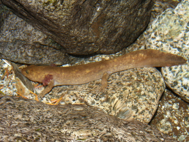 Coastal Giant Salamander aquatic juvenile - Purnima Govindarajulu