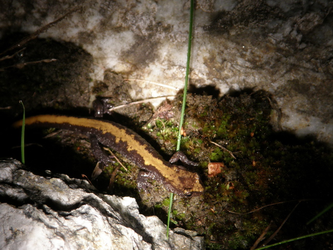Coeur d'Alene salamander, active at night, illuminated by flashlight - Purnima Govindarajulu