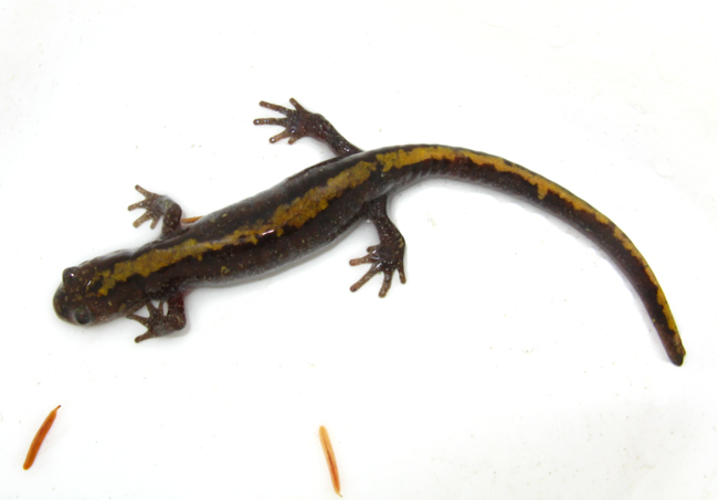 Long-toed Salamander adult - Elke Wind