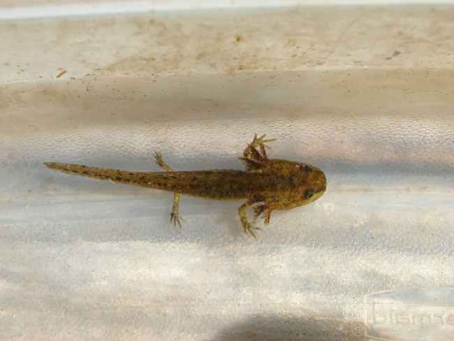 Long-toed Salamander larva - Elke Wind
