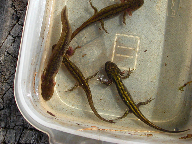 Long-toed Salamander metamorphs - Elke Wind
