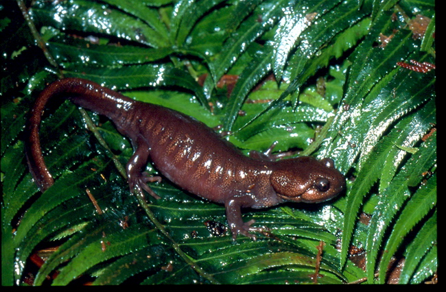 Northwestern salamander (terrestrial) adult - Bill Leonard