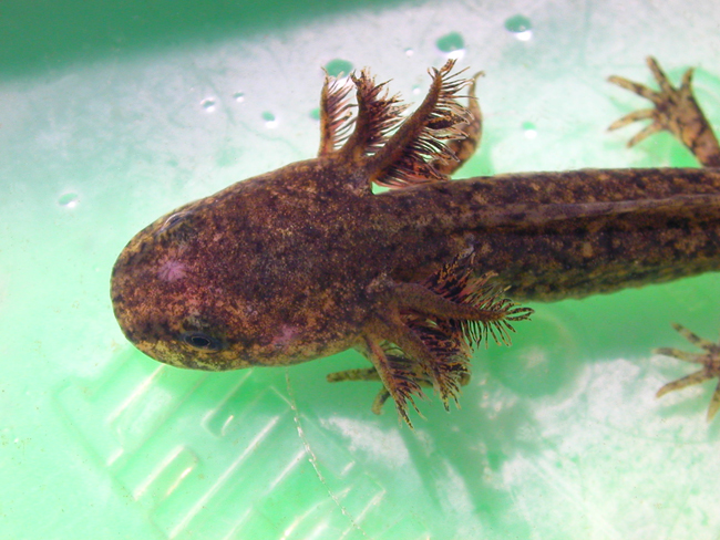 Northwestern Salamander larva - Elke Wind