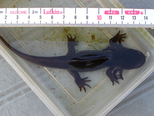 Neotenic (fully aquatic adult) Northwestern Salamander - Elke Wind