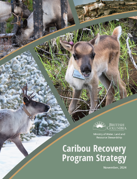 Caribou Recovery Plan Strategy cover page with images of caribou