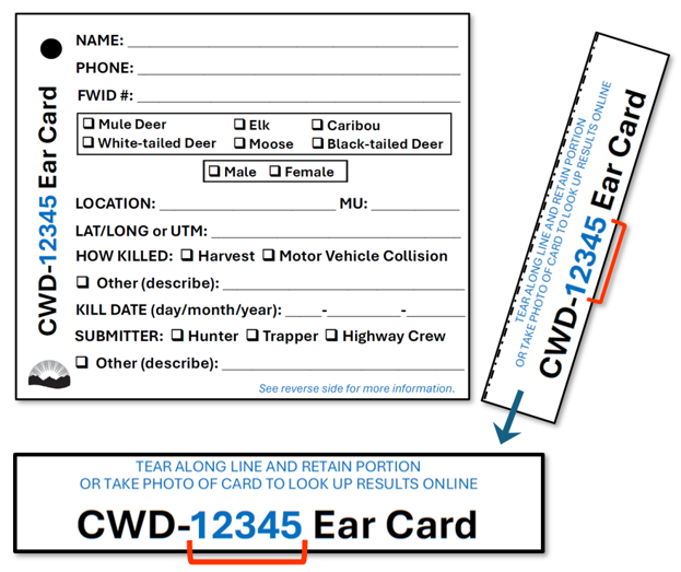 Example of a CWD ear card. The tear-off portion of the card is shown on the right side, with instructions to tear along the line and retain the portion with the ear card number, or to take a photo of the card to look up the number online. Example of a CWD ear card. The tear-off portion of the card is shown on the right side, with instructions to tear along the line and retain the portion with the ear card number, or to take a photo of the card to look up the number online.