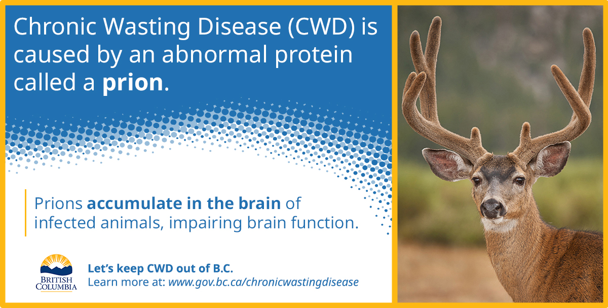 Chronic Wasting Disease (CWD) is cause by an abnormal protein called a prion. Prions accumulate in the brain of infected animals, impairing brain function.
