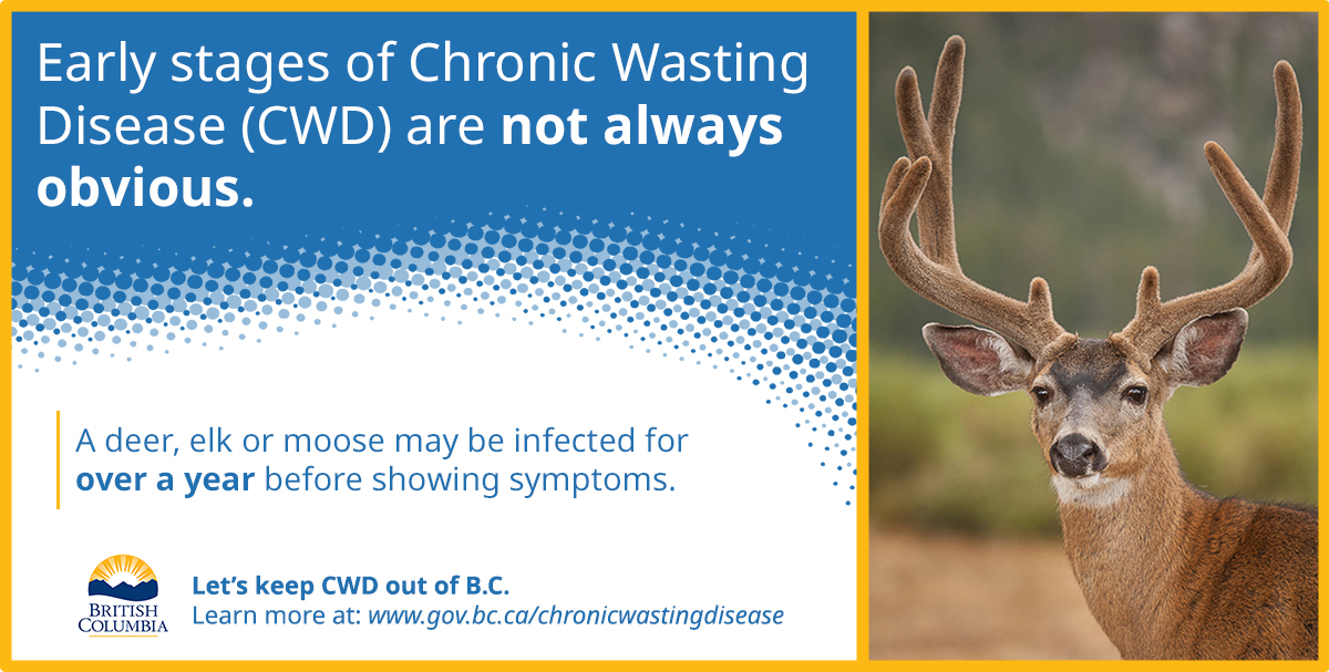 Early stages of Chronic Wasting Disease (CWD) are not always obvious. A deer, elk or moose may be infected for over a year before showing symptoms.