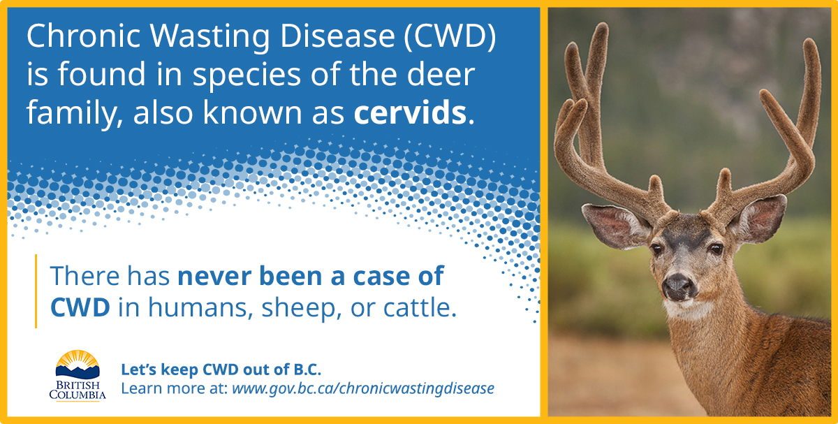 Chronic Wasting Disease (CWD) is found in species of the deer family, also known as cervids. There has never been a case of CWD in humans, sheep, or cattle.