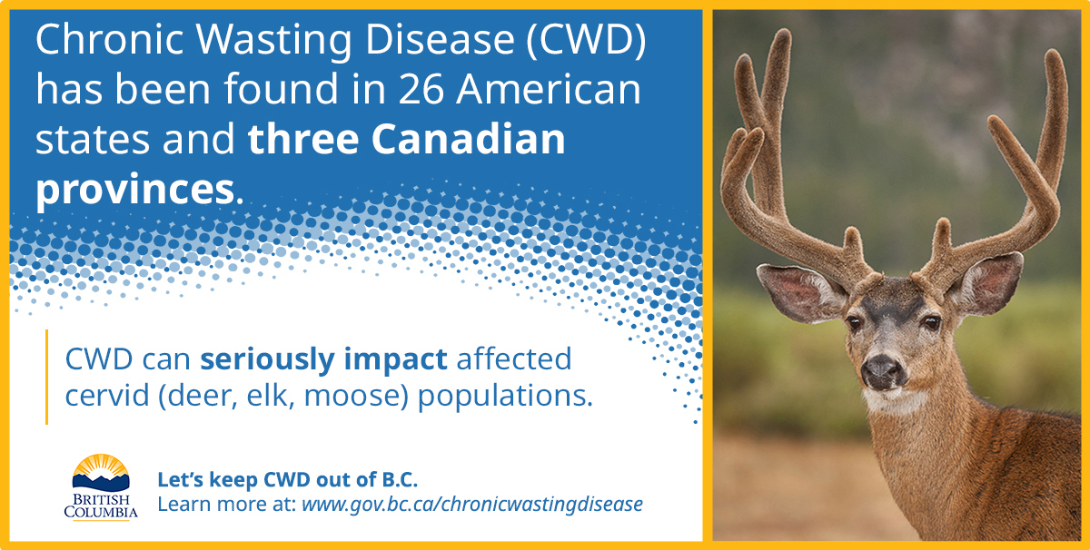 Chronic Wasting Disease (CWD) has been found in 26 American states and three Canadian provinces. CWD can seriously impact affected cervid (deer, elk, moose) populations.