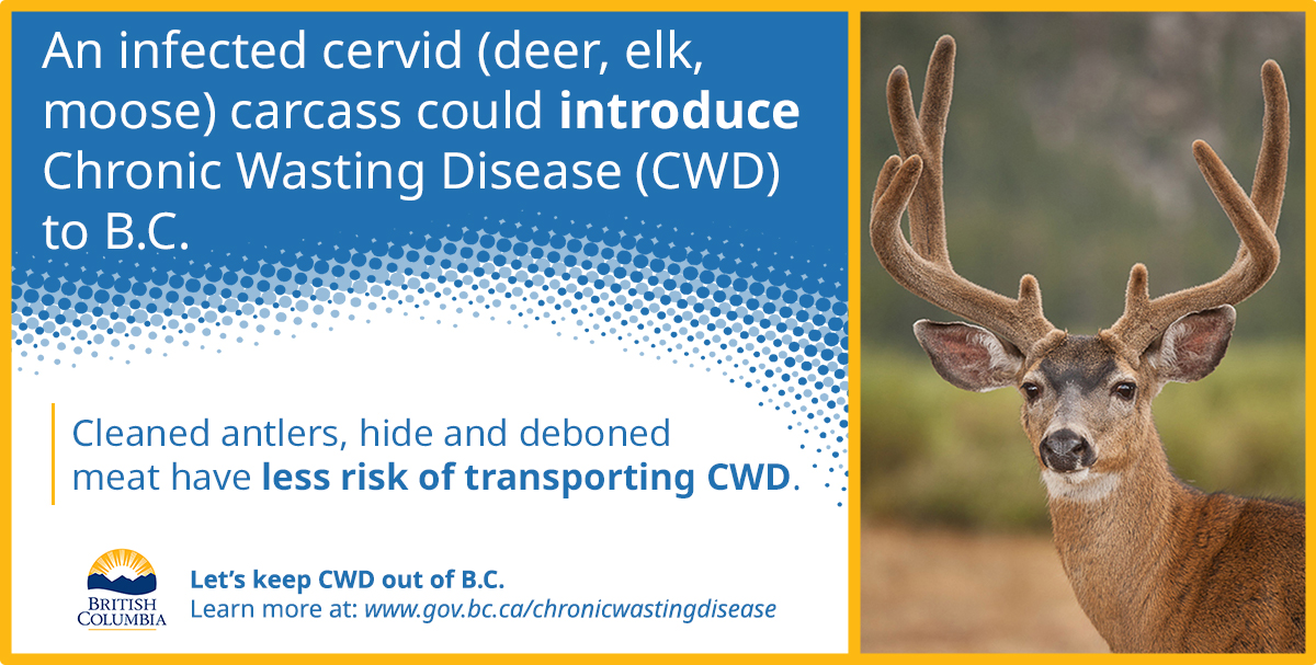 An infected cervid (deer, elk, moose) carcass could introduce Chronic Wasting Disease (CWD) to B.C. Cleaned antlers, hide and deboned meat have less risk of transporting CWD.