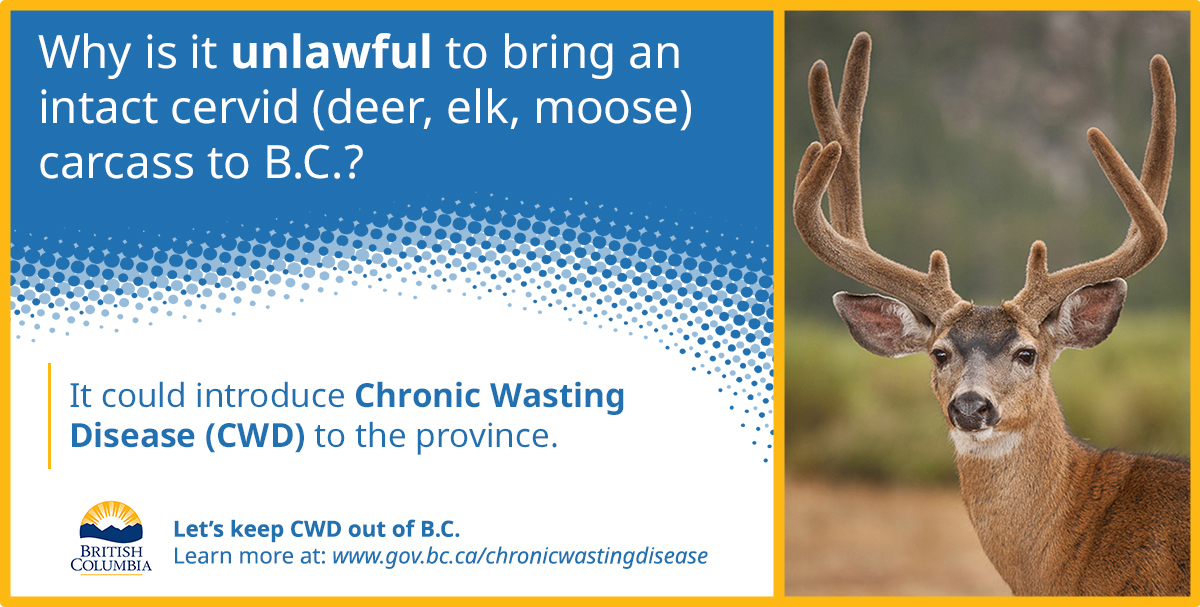 Why is it unlawful to bring an intact cervid (deer, elk, moose) carcass to B.C.? It could introduce Chronic Wasting Disease (CWD) to the province.