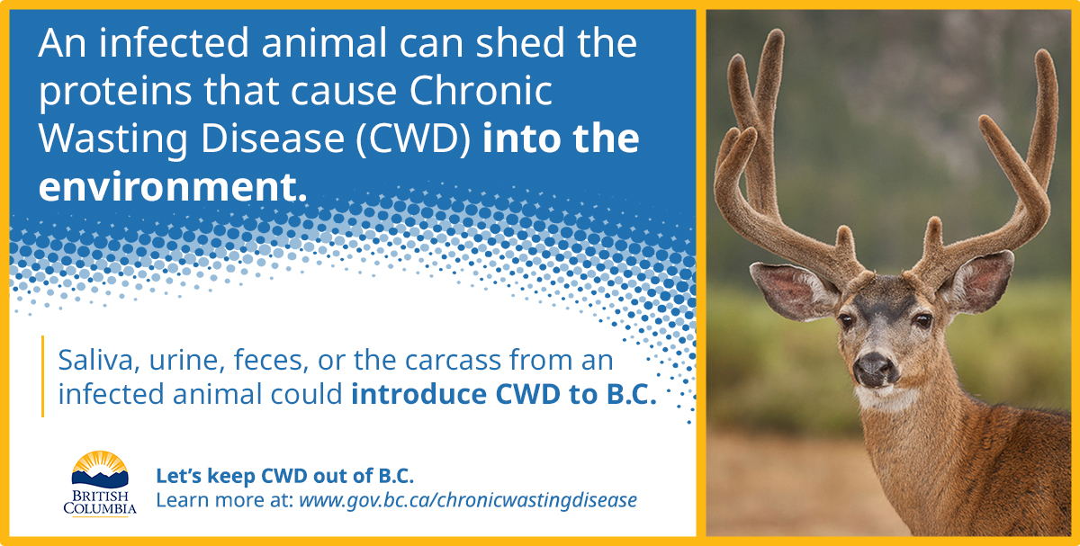 An infected animal can shed the proteins that cause Chronic Wasting Disease (CWD) into the environment. Saliva, urine, feces, or the carcass from an infected animal could introduce CWD to B.C.