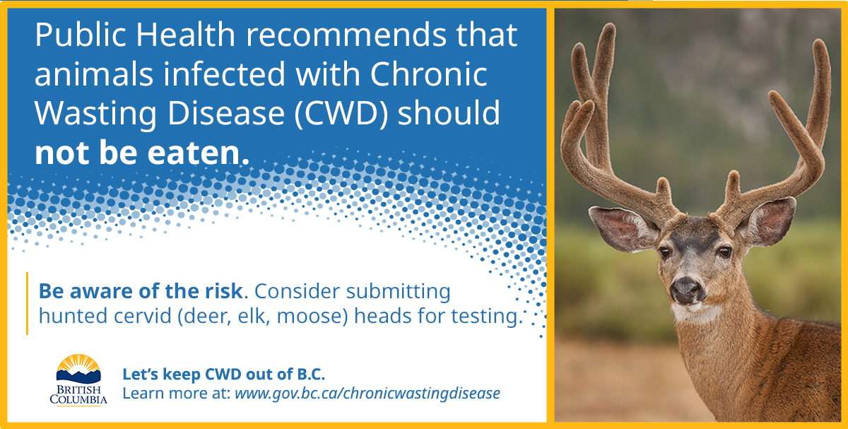 Public Health recommends that animals infected with Chronic Wasting Disease (CWD) should not be eaten. Be aware of the risk. Consider submitting hunted cervid (deer, elk, moose) heads for testing.