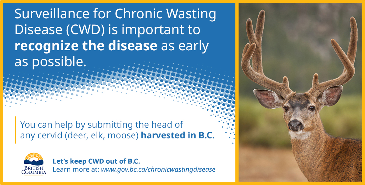 Surveillance for Chronic Wasting Disease (CWD) is important to recognize the disease as early as possible. You can help by submitting the head of any cervid (deer, elk, moose) harvested in B.C.
