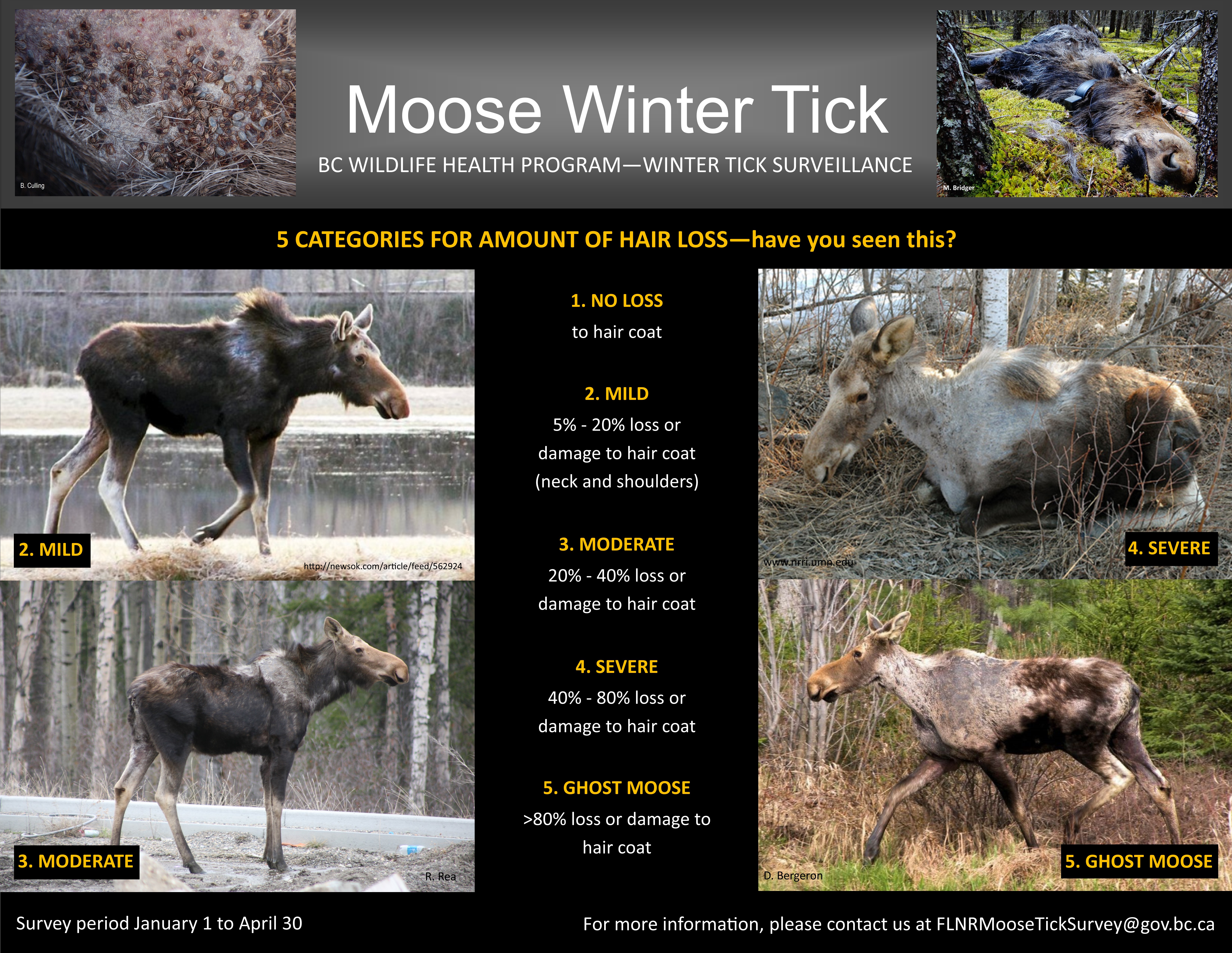 Moose Tick Poster 