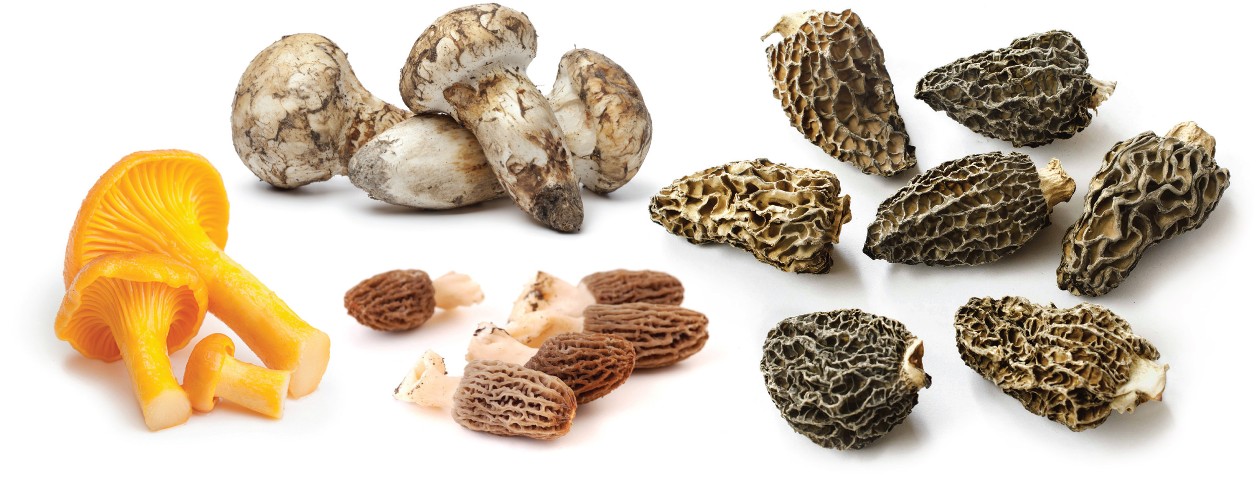 Pacific Rim Mushrooms images