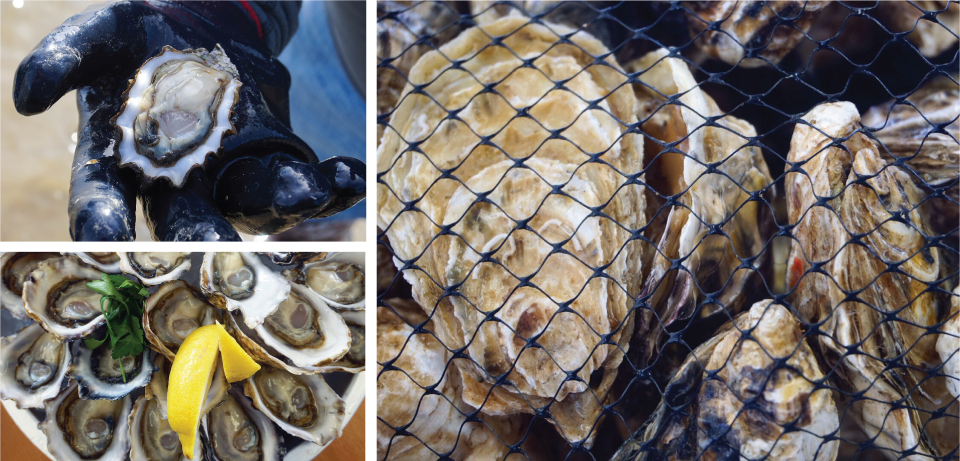 Fanny Bay Oysters images