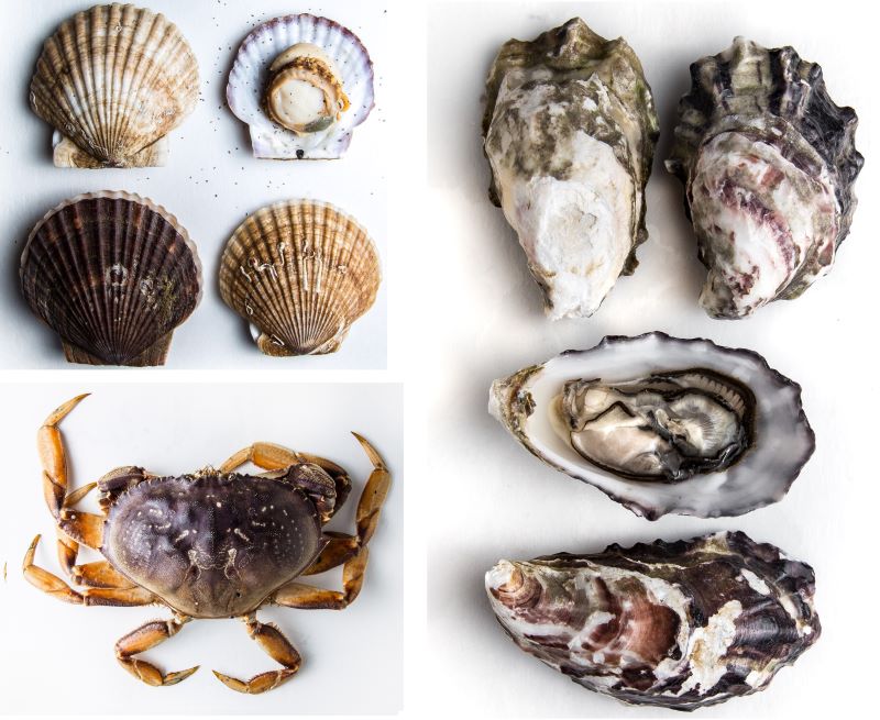 Pacific Rim Shellfish images