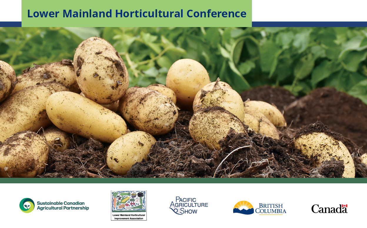 potatoes on the ground