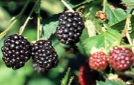 Blackberries