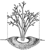 Drawing of a blueberry plant