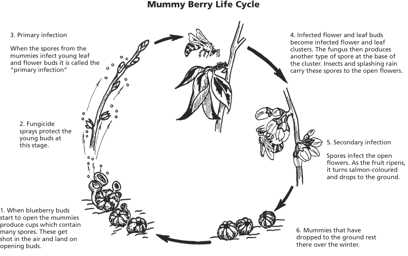 Diagram of the lifecycle of a mummy berry