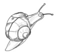 Drawing of a snail