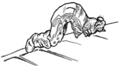 Drawing of a caterpillar