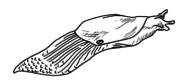 Drawing of a slug