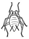 Drawing of an aphid