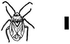 Drawing of a lygus bug