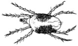 Drawing of a two-spotted spider mite