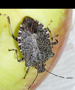  Adult brown marmorated stink bug 