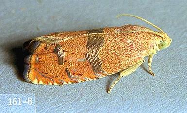 Adult filbertworm moth 