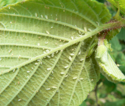  Aphids on the underside of a hazelnut leaf