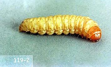  Filbertworm larvae 