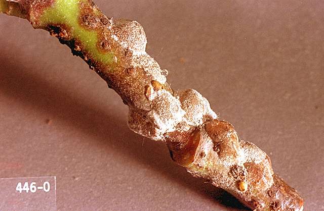  Scale insects on a hazelnut branch