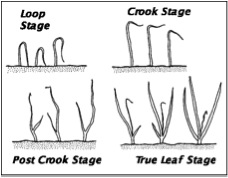 Diagram of onion growth stages