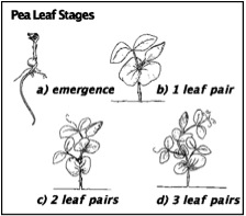 Diagram of pea leaf growth stages