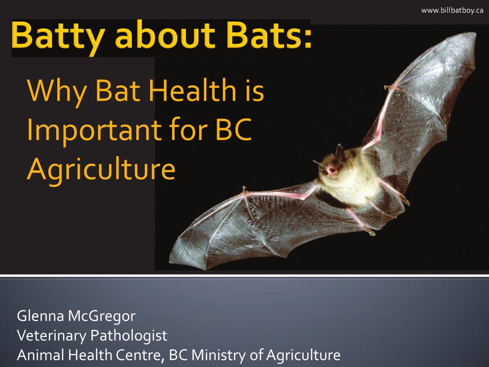 Batty About Bats presentation title slide