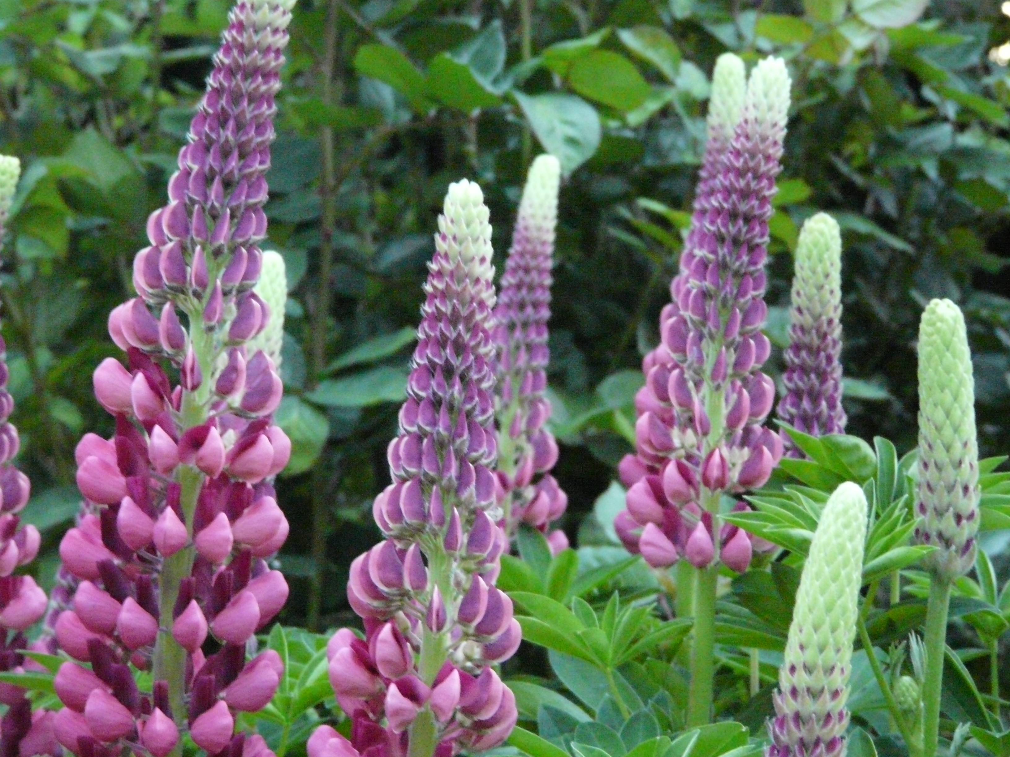 Selecting Bee Forage Plants Province Of British Columbia