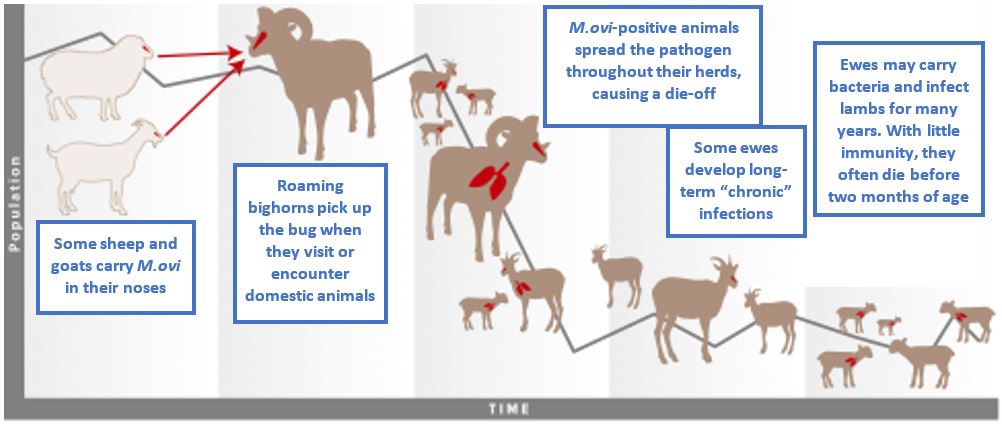 What happens during a M. ovi outbreak