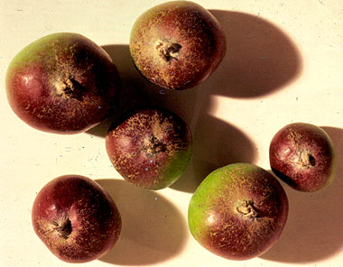 Powdery mildew-induced russet on apple