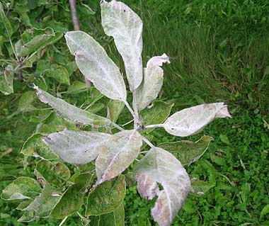 apple powdery mildew on leaf