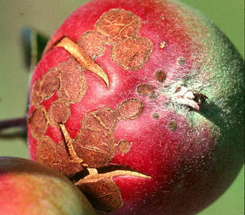 apple scab on fruit