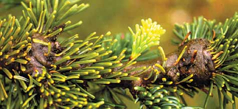 balsam woolly adelgid gouting on a branch