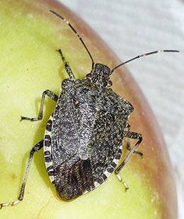 Brown marmorated stink bug adult